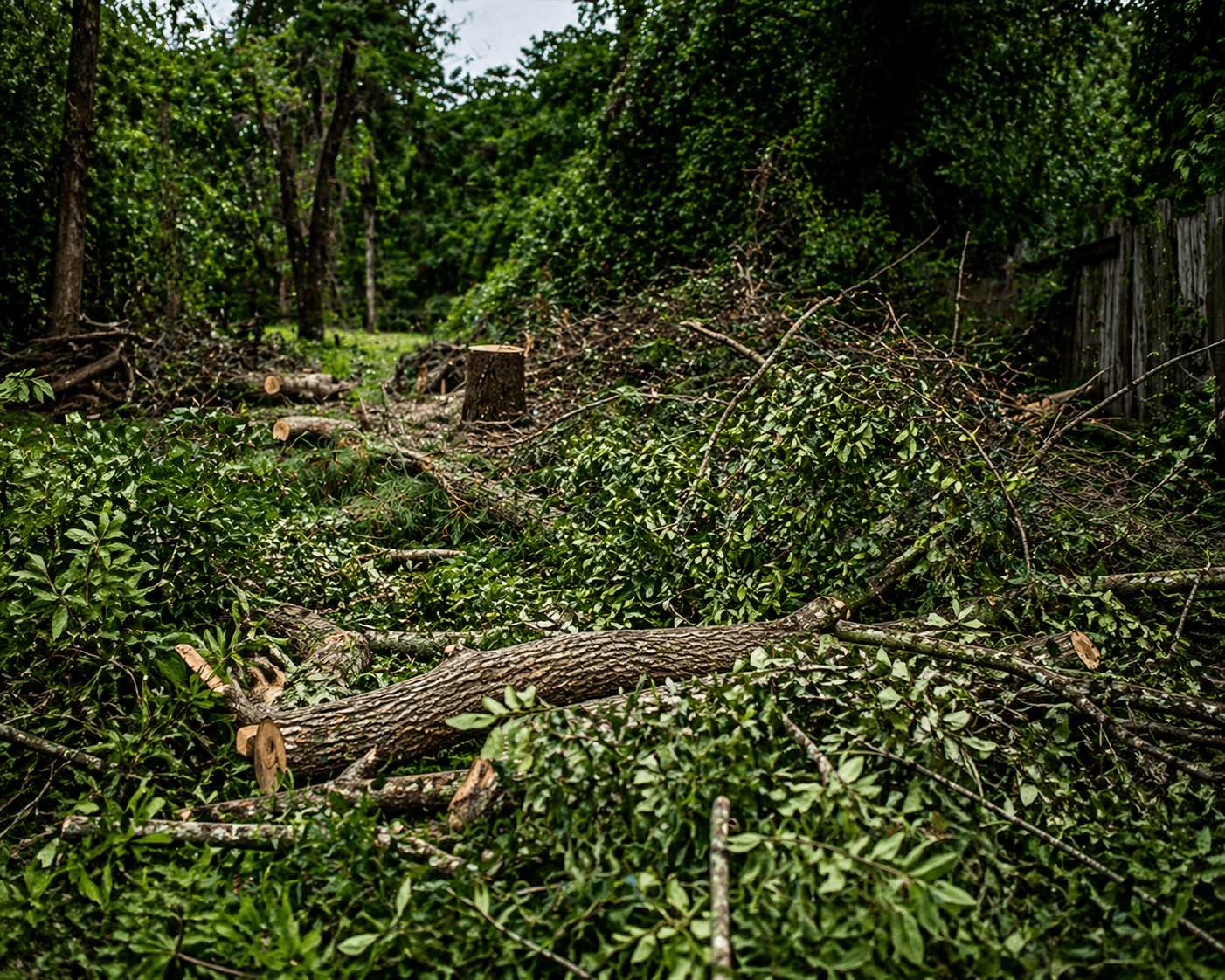 Freshly cut tree branches ready for removal